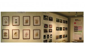 きのこ展示室2