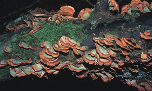 シイの倒木から発生している木材腐朽性きのこ「チャカイガラタケ」